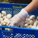Firm Wins Reinstatement, Back Pay for 4 Mushroom Workers